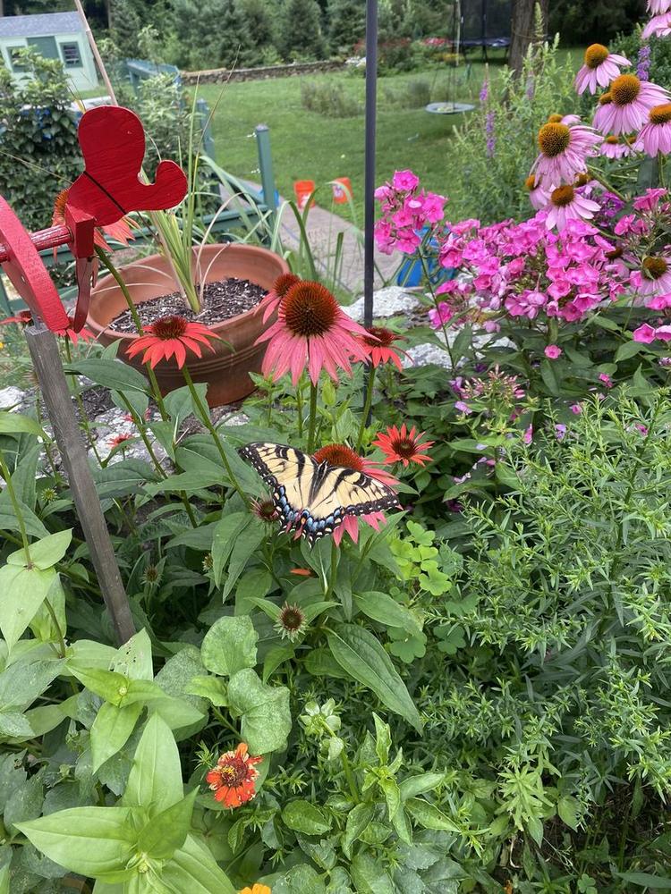 Pollinator Garden Install